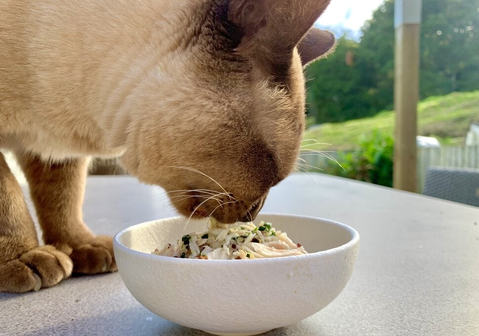 8 Homemade Cat Food Recipes Your Feline Friend Will Love - Swim Ready Pool  Service